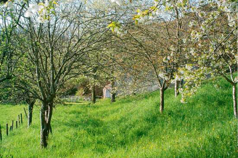 Verger Jardins de la Balbrière